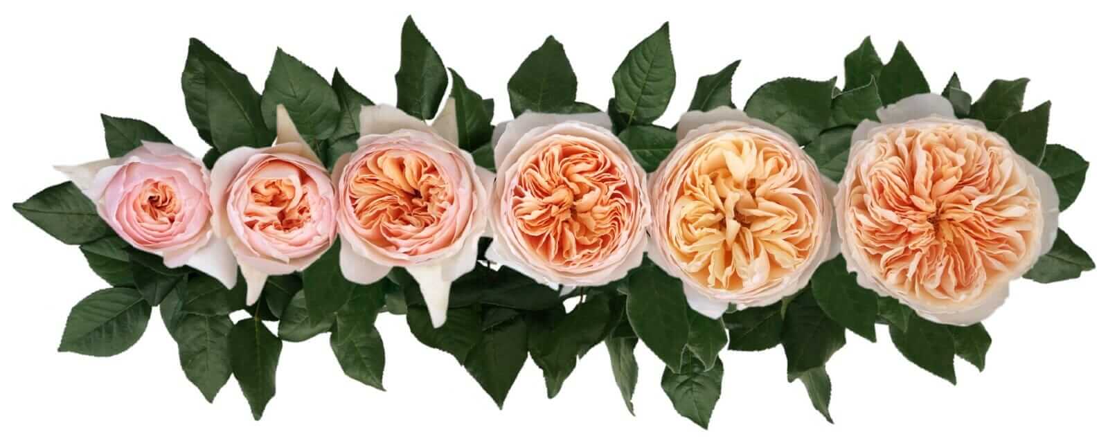 David-Austin-Juliet-Wedding-Rose-Point-of-Cut