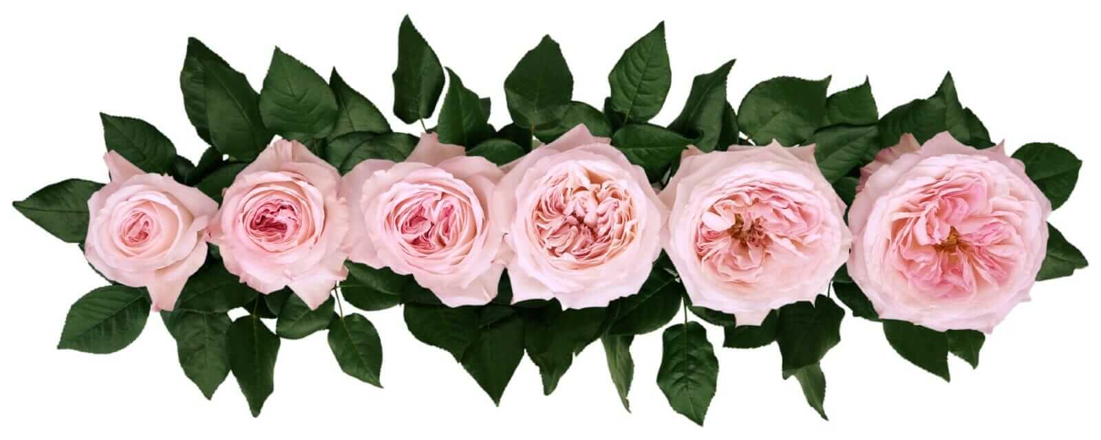 David-Austin-Keira-Wedding-Rose-Point-of-Cut