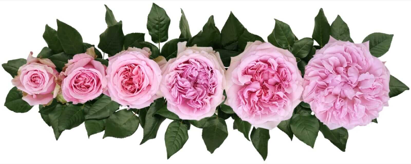 David-Austin-Miranda-Wedding-Rose-Point-of-Cut