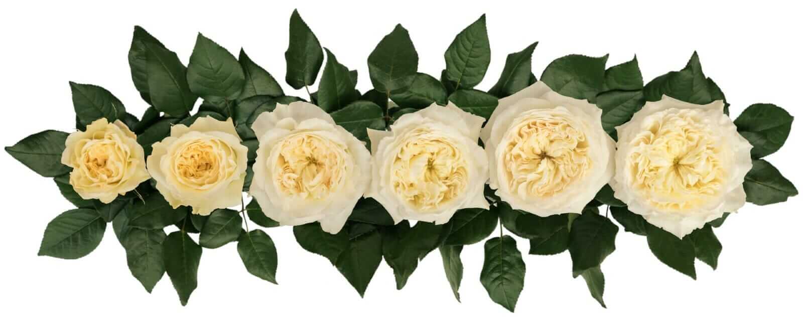 David-Austin-Patience-Wedding-Rose-Point-of-Cut