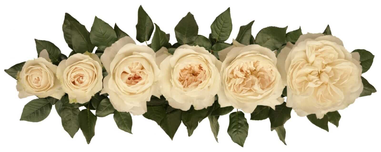David-Austin-Purity-Wedding-Rose-Point-of-Cut