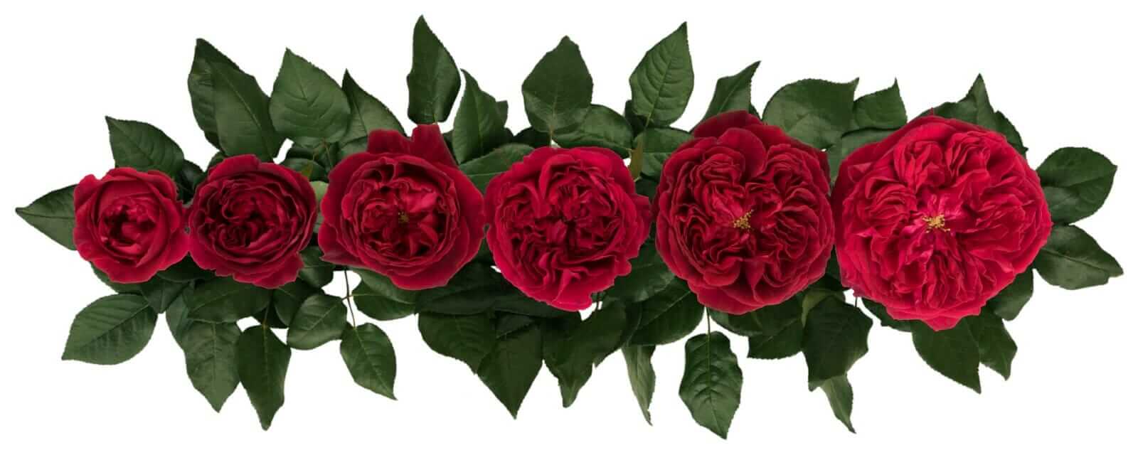 David-Austin-Tess-Wedding-Rose-Point-of-Cut