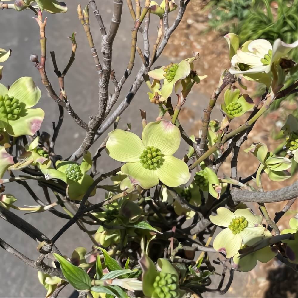 Green Flowering Dogwood Branches - Image 2