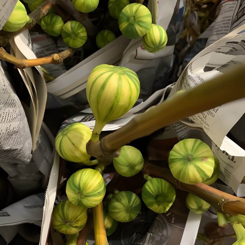 Green and White Striped Fig Branches