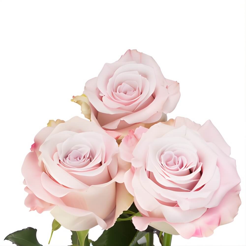 Lavender/Mauve Faith Roses - Image 2