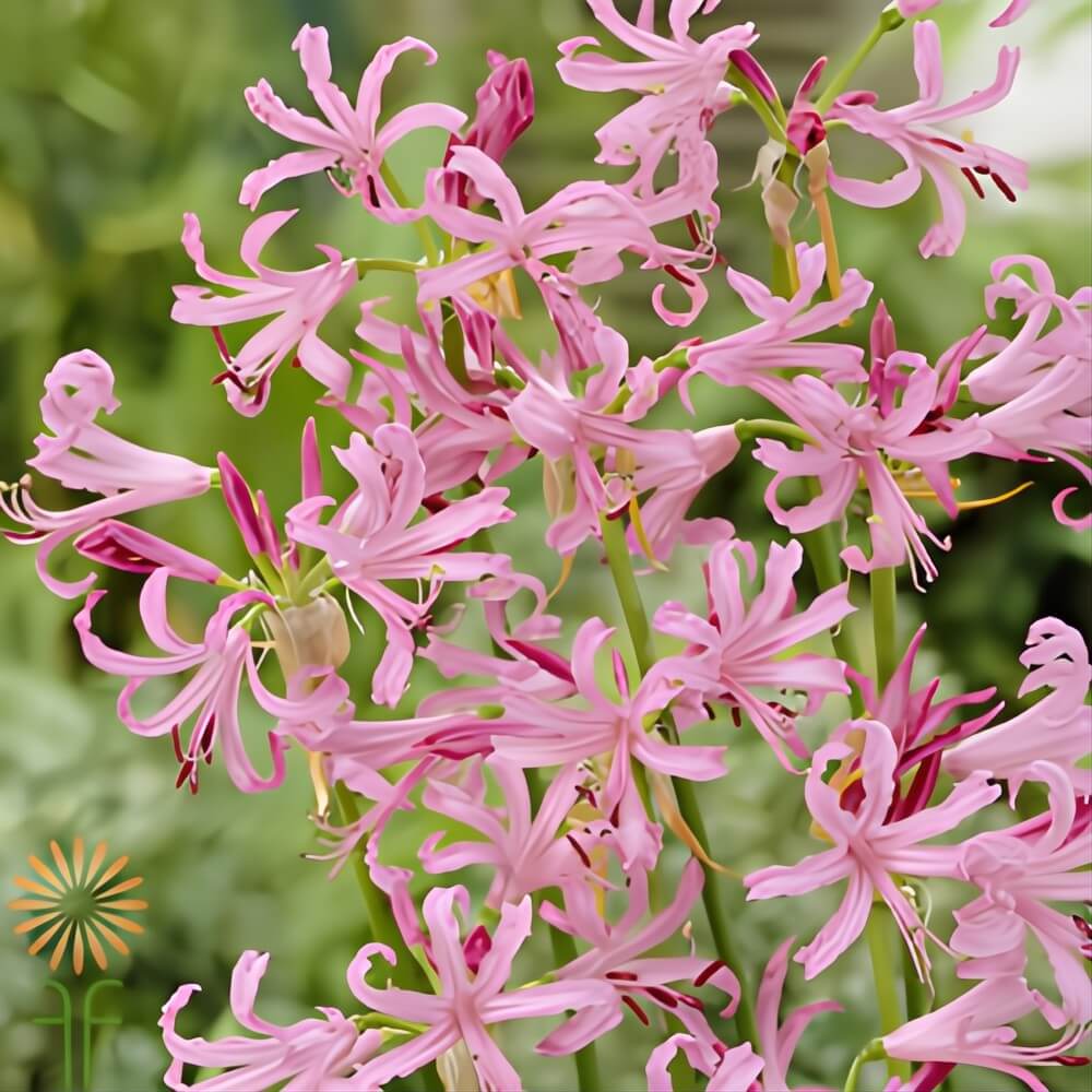 Light Pink Nerine Lily - Image 2
