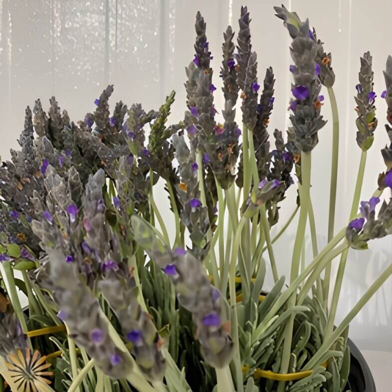 wholesale Fresh Cut Lavender
