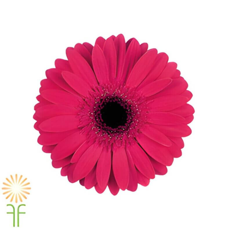Fuchsia Gerberas