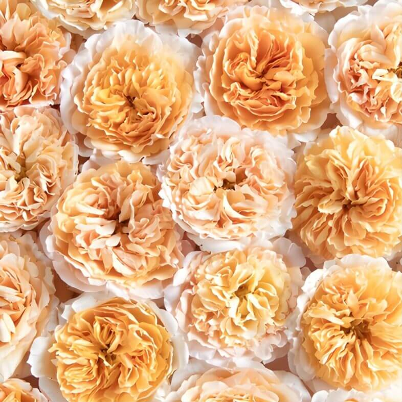 Gold/Yellow Beatrice Garden Roses