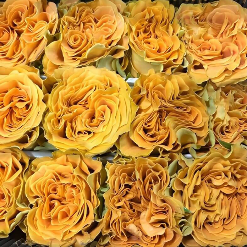 Gold/Orange Copper Kiss Roses