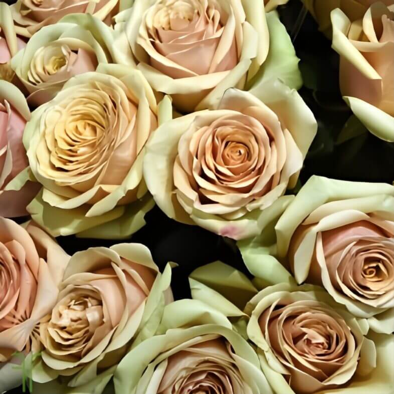 Golden Mustard Roses