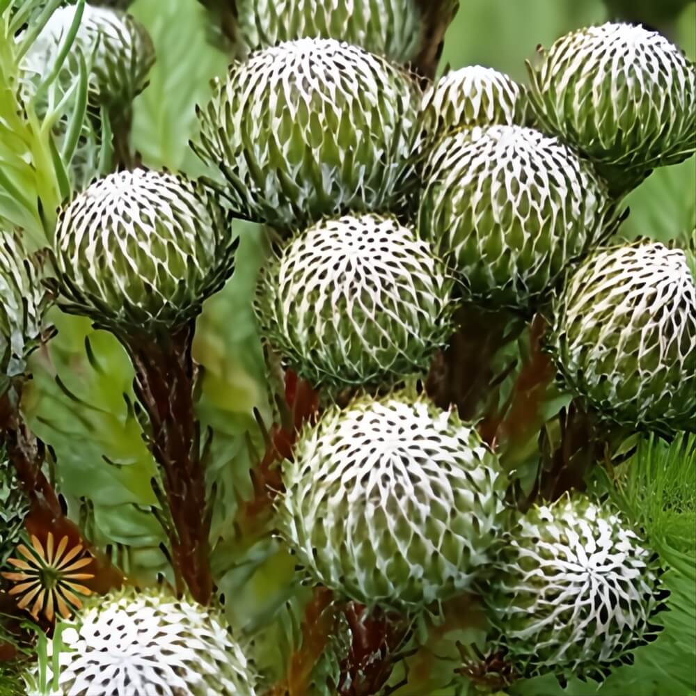 Green Albiflora Brunia