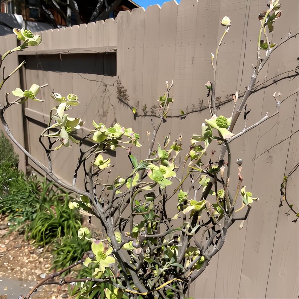 Green Flowering Dogwood Branches