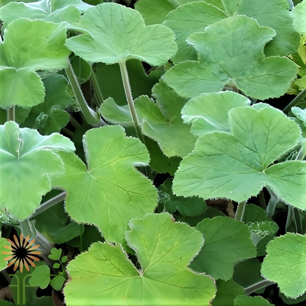 Green Geranium (scented)