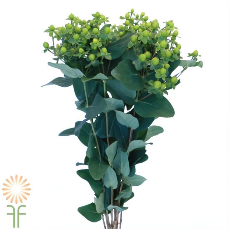 Green Hypericum