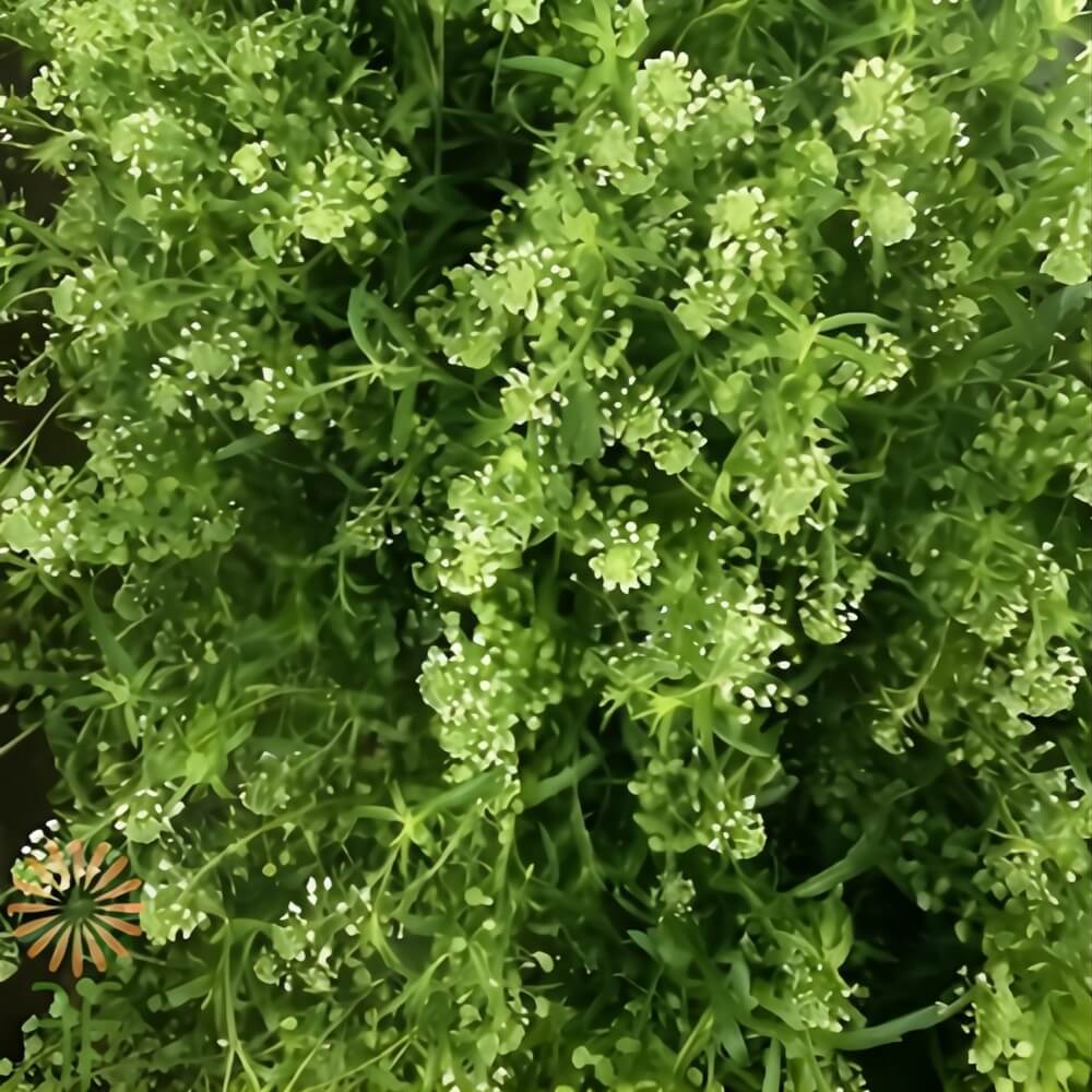 lepidium featured in with love, Meghan