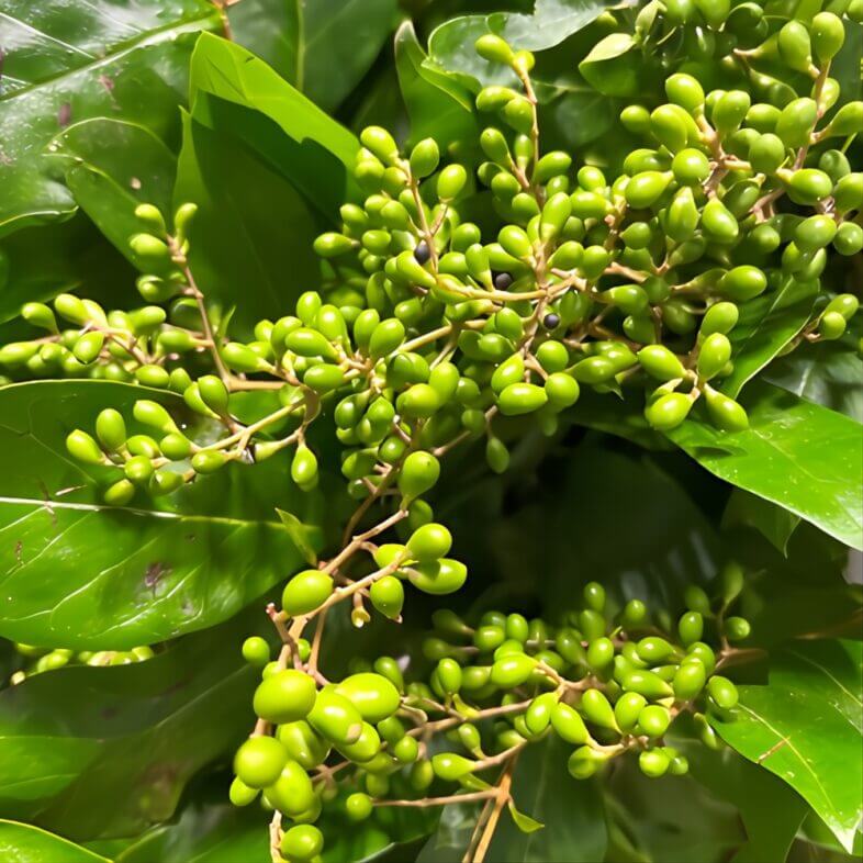 Green Ligustrum Berries