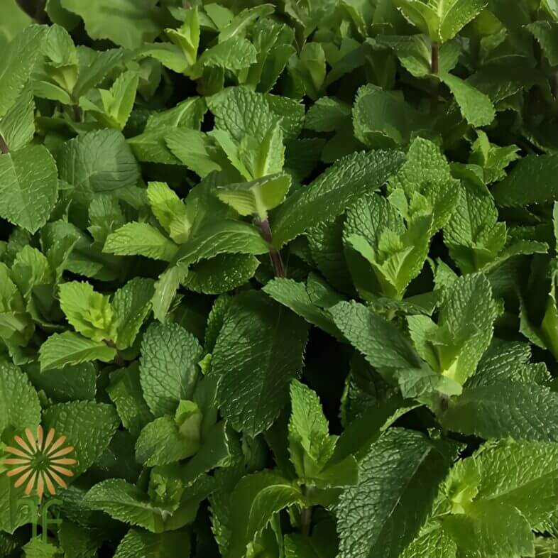 Green mint foliage providing freshness in spring-themed flower designs