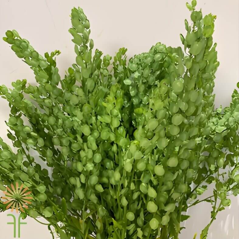 Pennycress featured in with love, Meghan