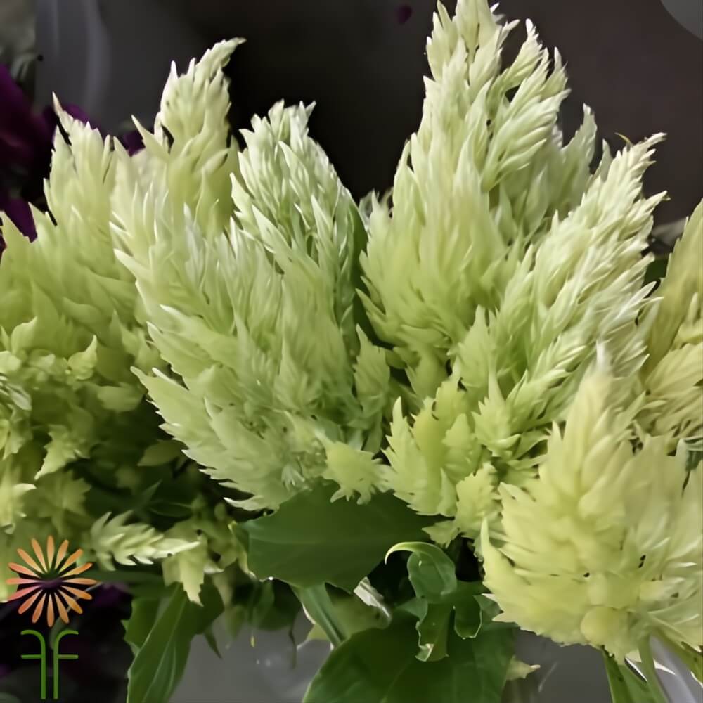 Green Plumosa Celosia