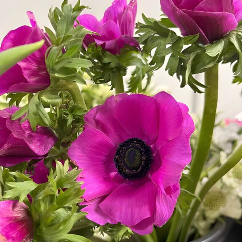 wholesale Hot Pink Anemones