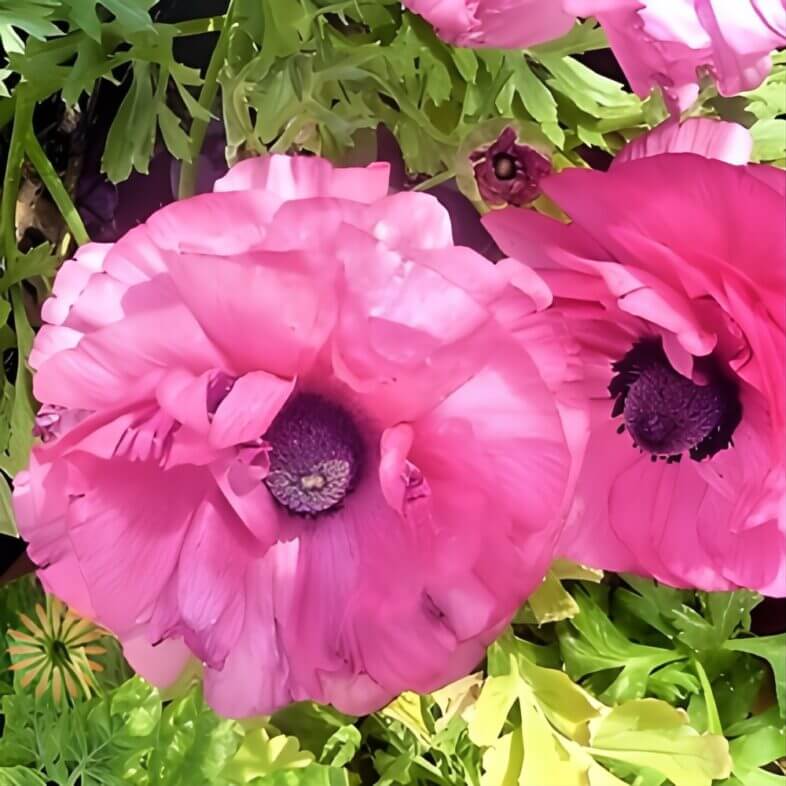 wholesale Hot Pink Butterfly Ranunculus