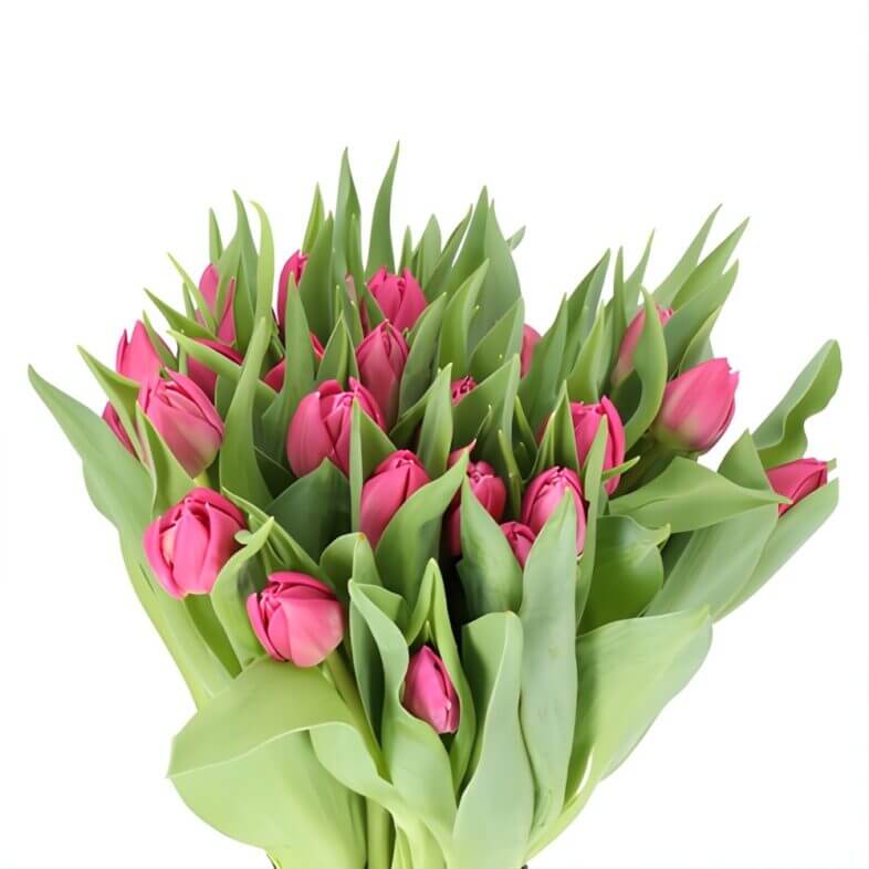 wholesale Hot Pink Double Tulips