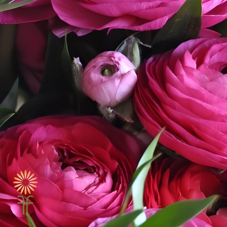 wholesale Hot Pink Elegance Ranunculus