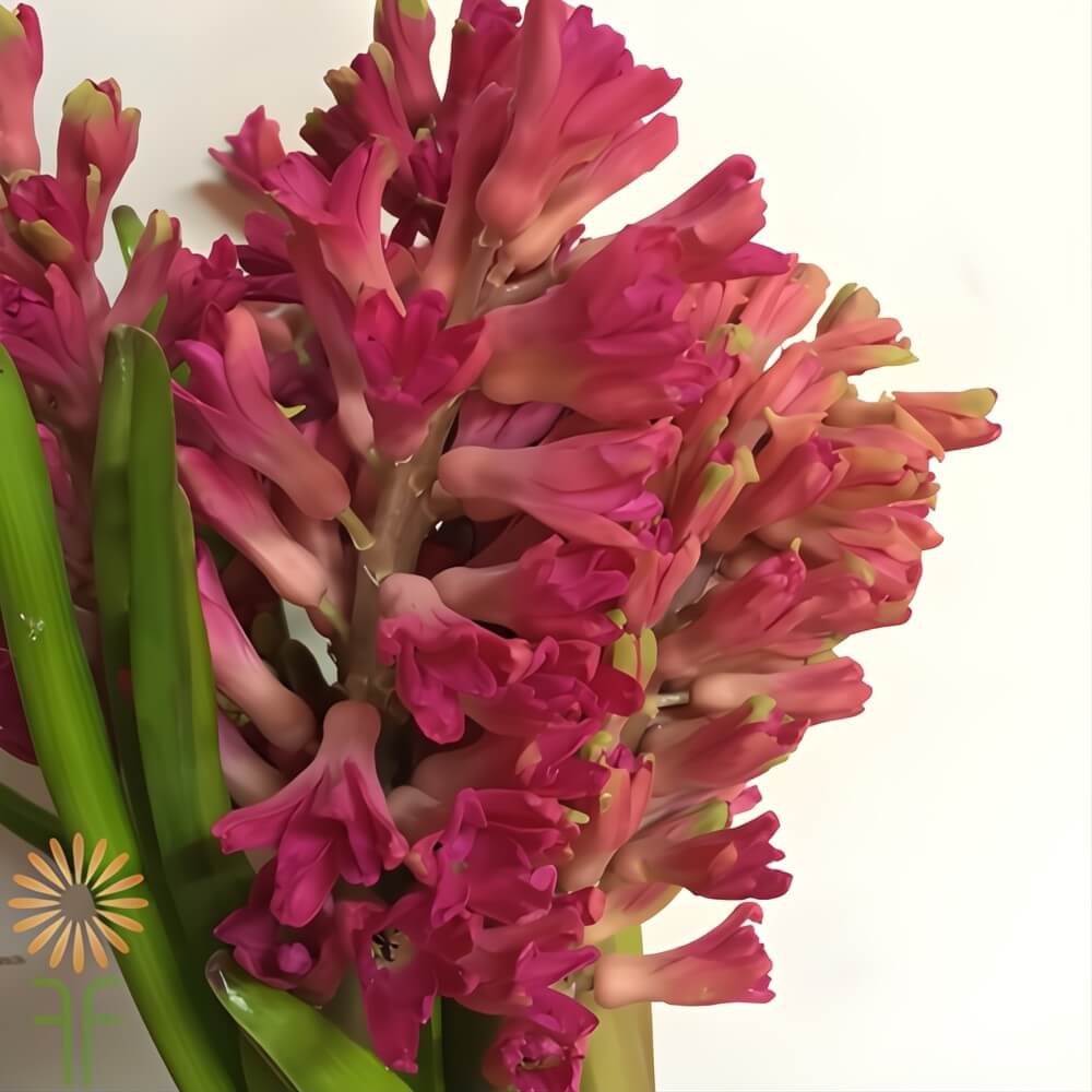 wholesale Hot Pink Hyacinth