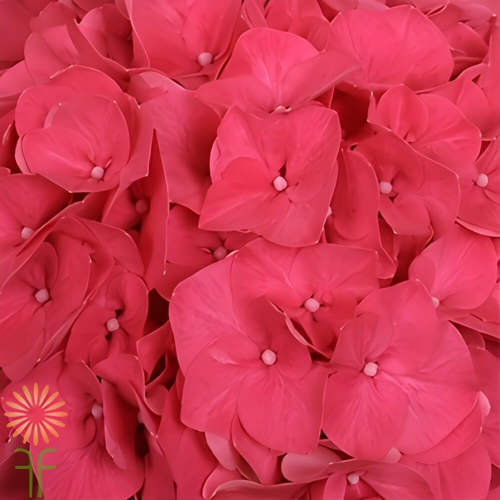 Hot Pink Hydrangeas