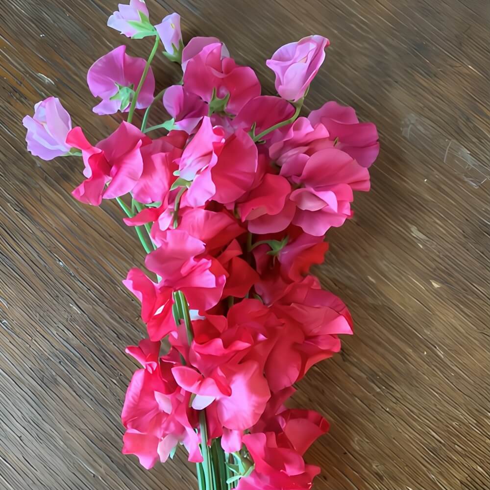 Wholesale Hot Pink Japanese Sweet Peas