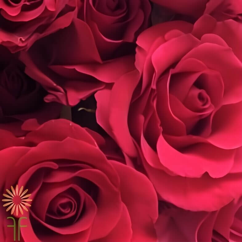 wholesale Hot Pink Hot Lady Roses