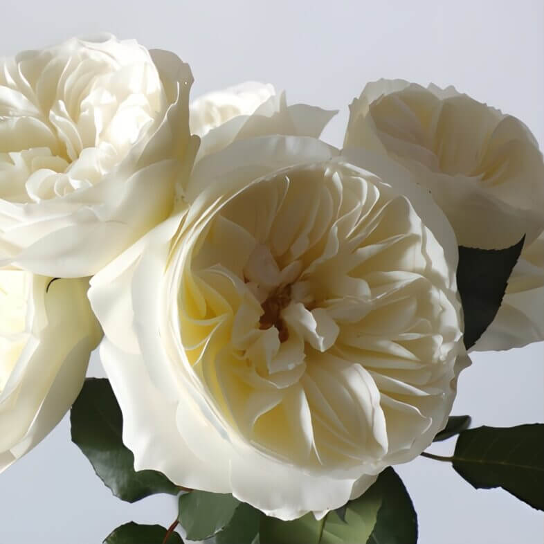 Ivory Leonora Garden Roses