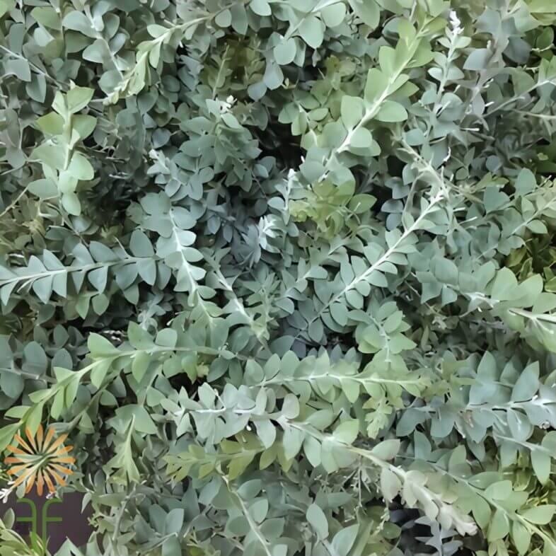 Knifeblade Acacia
