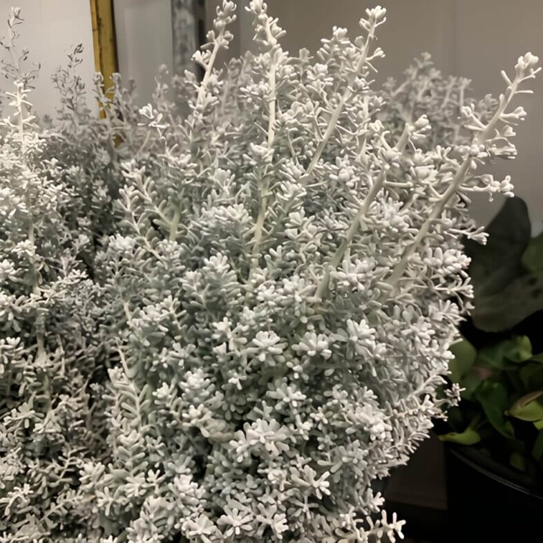 Kochia