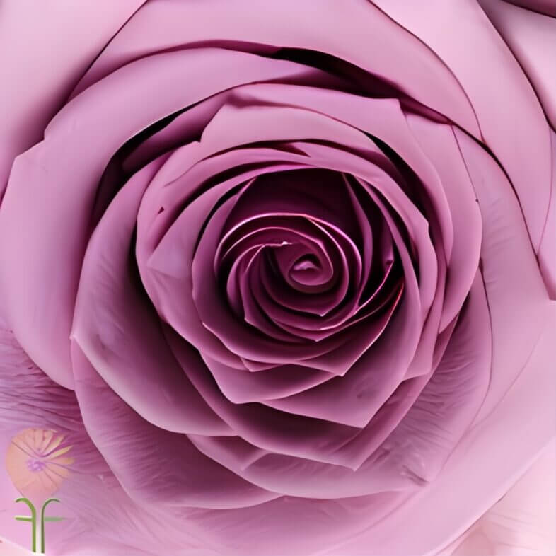 Lavender Avant Garde Roses