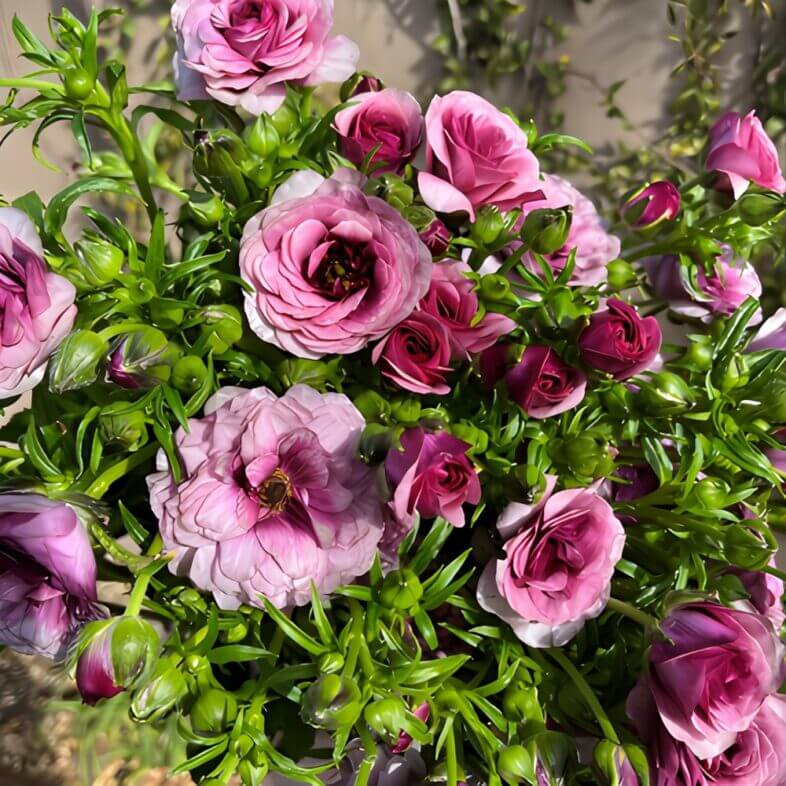 Lavender Butterfly Ranunculus