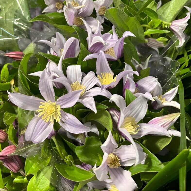 Lavender Clematis