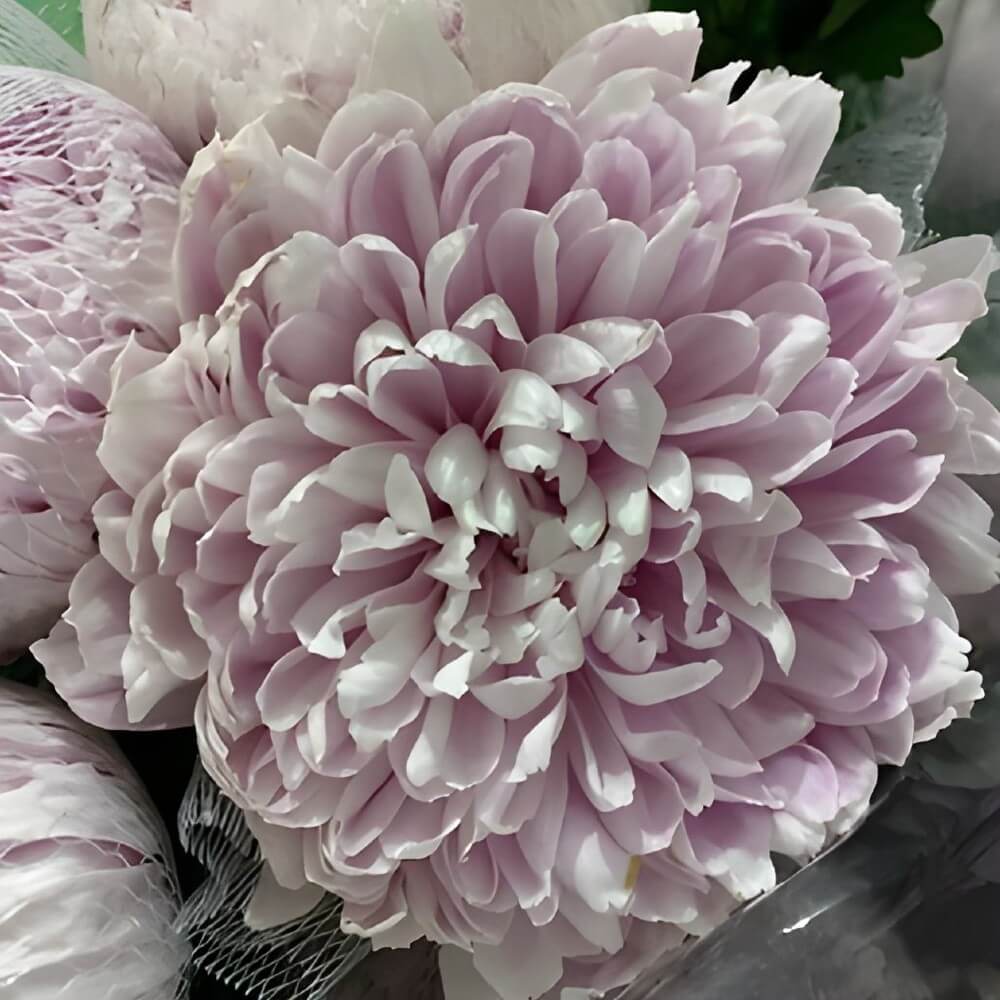 Lavender Disbud China Mums