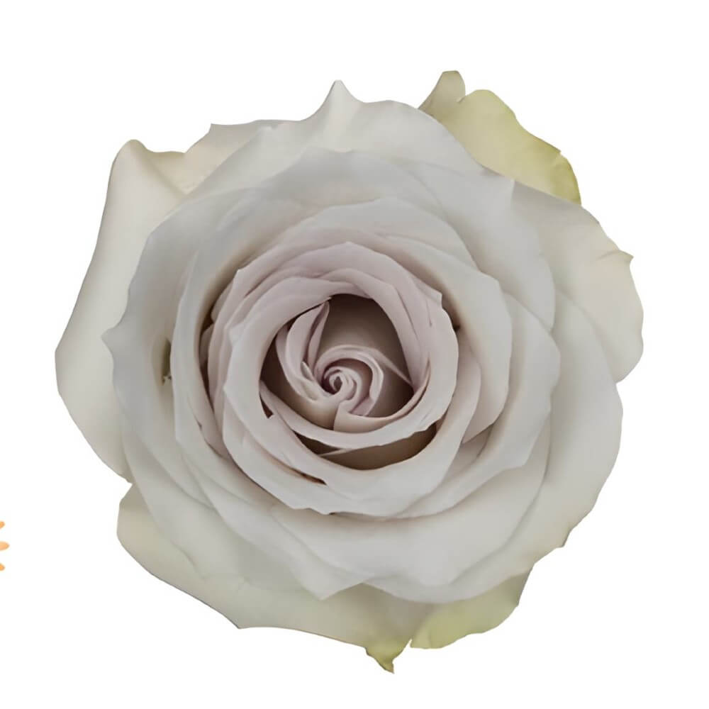 Buy Wholesale Lavender Early Grey Roses Online – Guaranteed Fresh