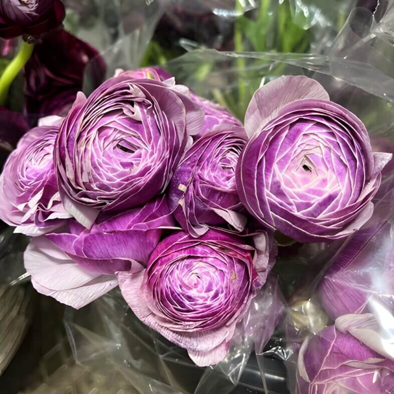 Lavender Elegance Ranunculus