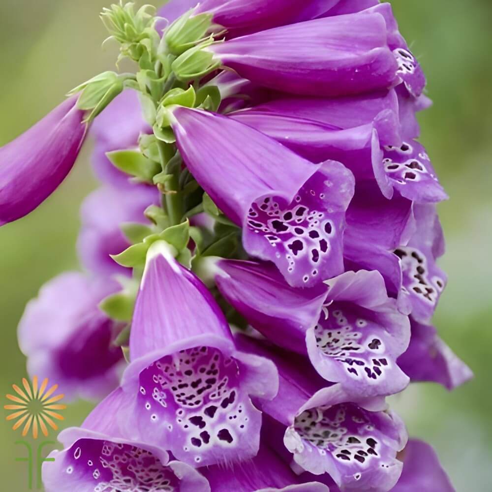 Lavender Foxglove
