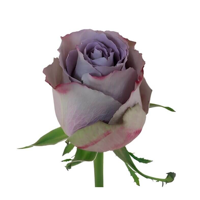 Lavender Grey Knight Roses