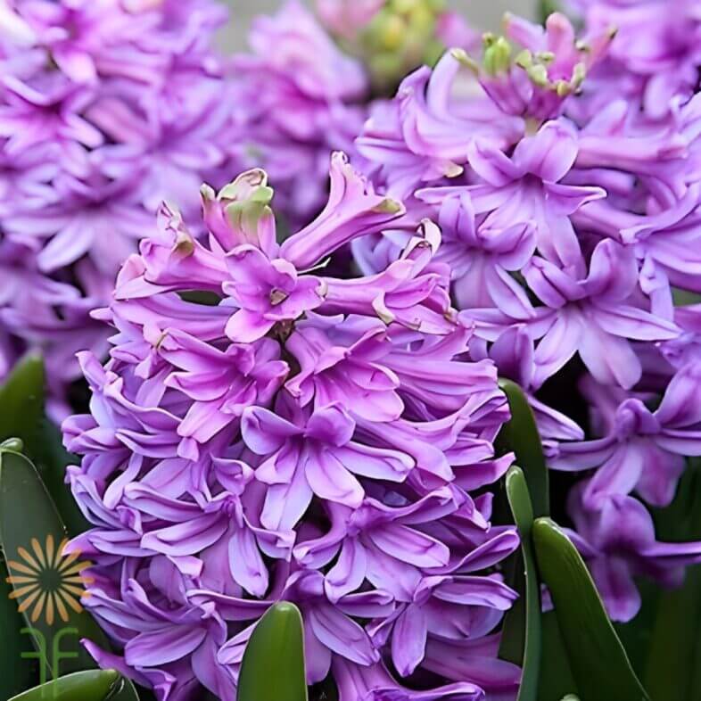 Lavender Hyacinth