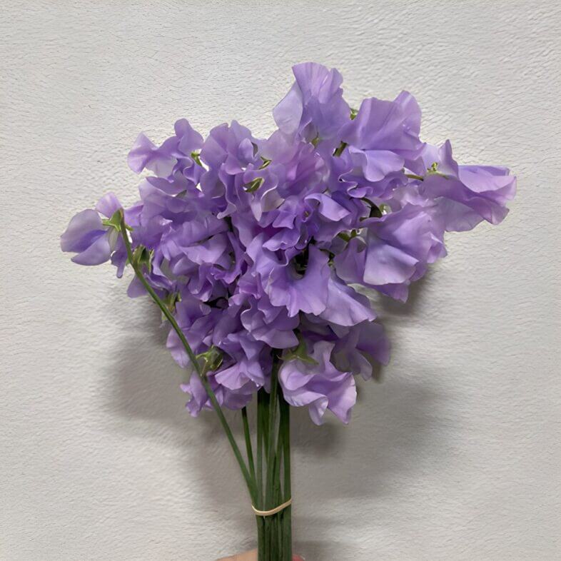 Lavender Japanese Sweet Peas
