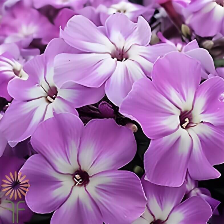 Lavender Phlox