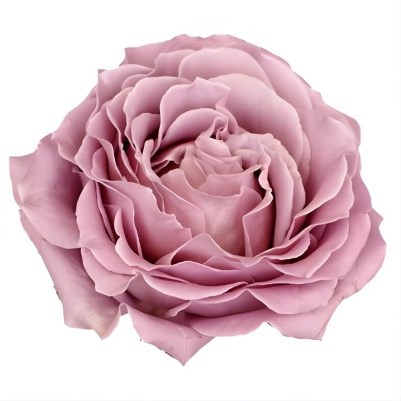 wholesale Lavender Princess Kaori Garden Roses