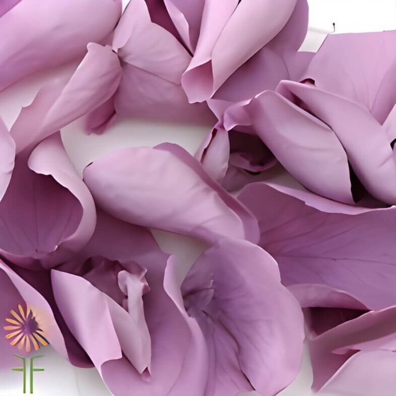 Lavender Rose Petals