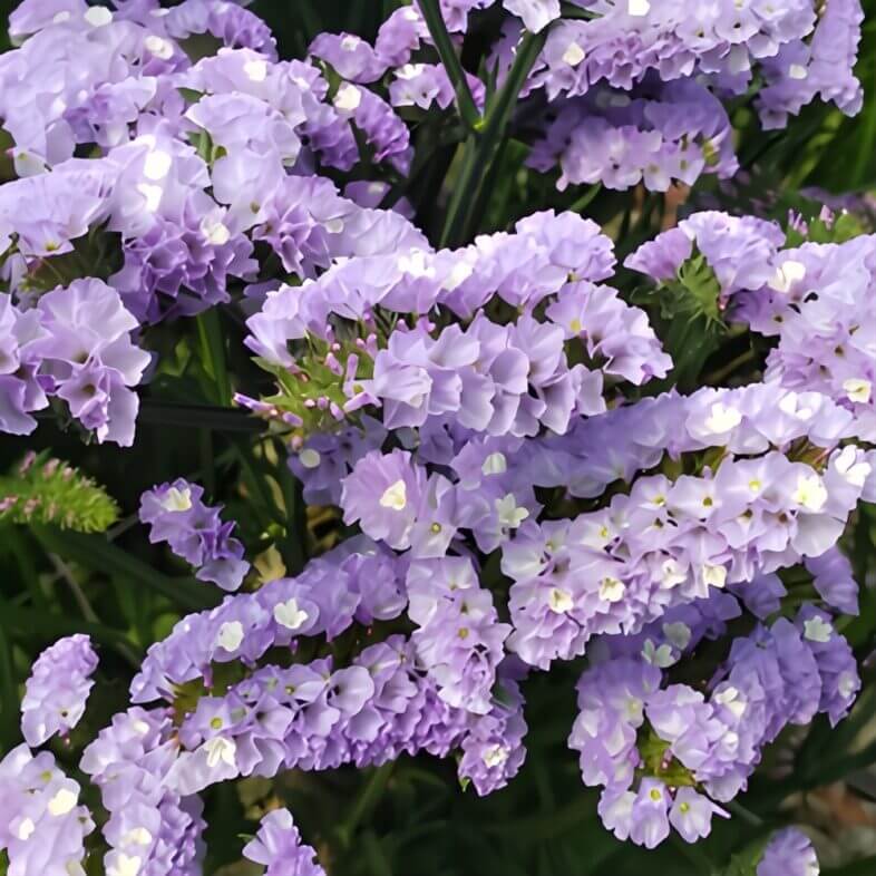 Lavender sinuata statice for long-lasting filler in DIY flower arrangements