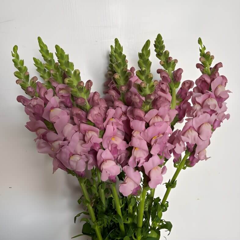 Lavender Snapdragons